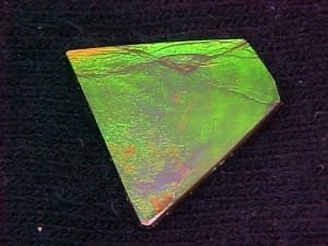 Ammolite Freeform 20x18mm 9.24crts