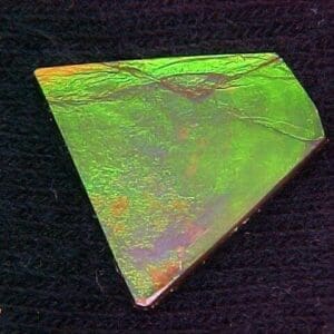 Ammolite Freeform 20x18mm 9.24crts