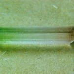 Tourmaline Watermelon Rough 14.5x3.5mm 1.82crts