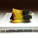 (S1) Opal Oregon Juniper Ridge Rough 1"x 1/2" 16.06Crts