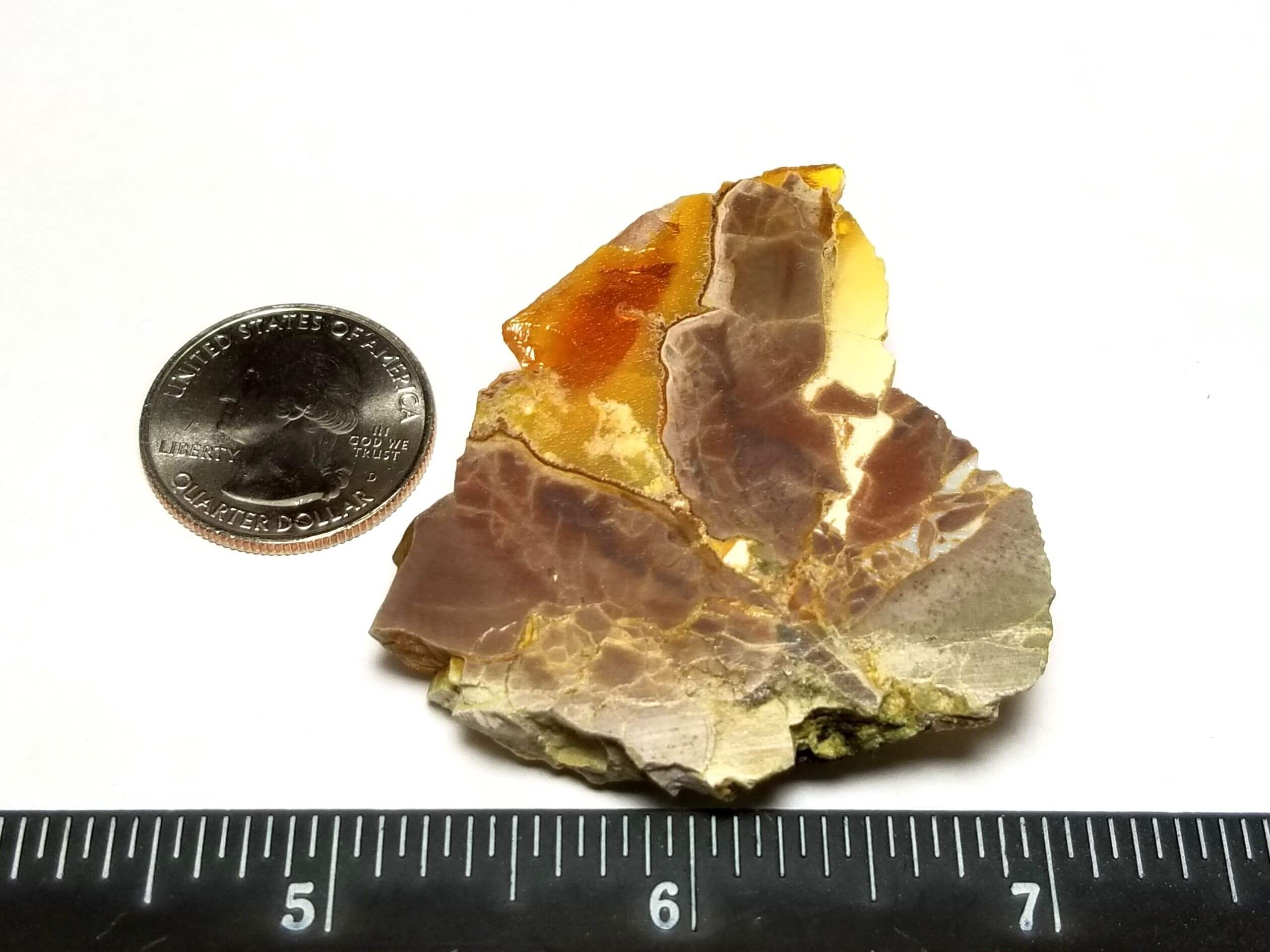 (V7) Oregon Opal Butte Specimen 1.5" x 2" In. 154.50 Crts - Image 4