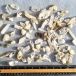 Quartz Clear Mixed Points Nevada 0.50"-1" Inches 360Grams (90Pcs)