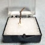 Silver Native Canada Specimen Thumbnail 21x1.5mm 0.15Grams
