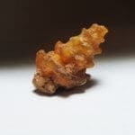 Shell Agatized Gastropod 25x14mm 17.40Crts