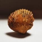 Shell Agatized Clam 17x13mm 17.80Crts