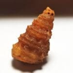Shell Agatized Gastropod 26x15mm 23.85Crts