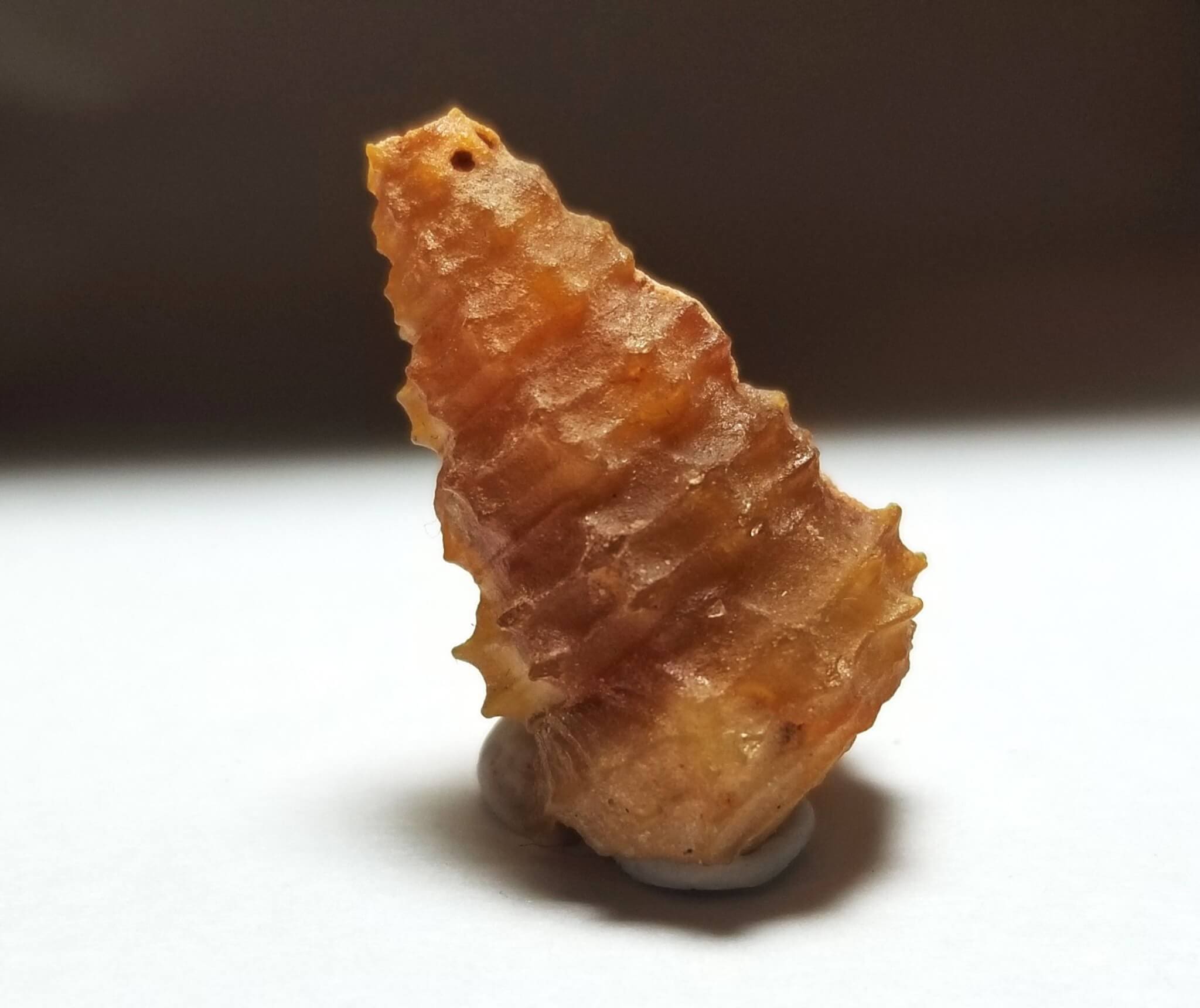 Shell Agatized Gastropod 26x15mm 23.85Crts - Image 2