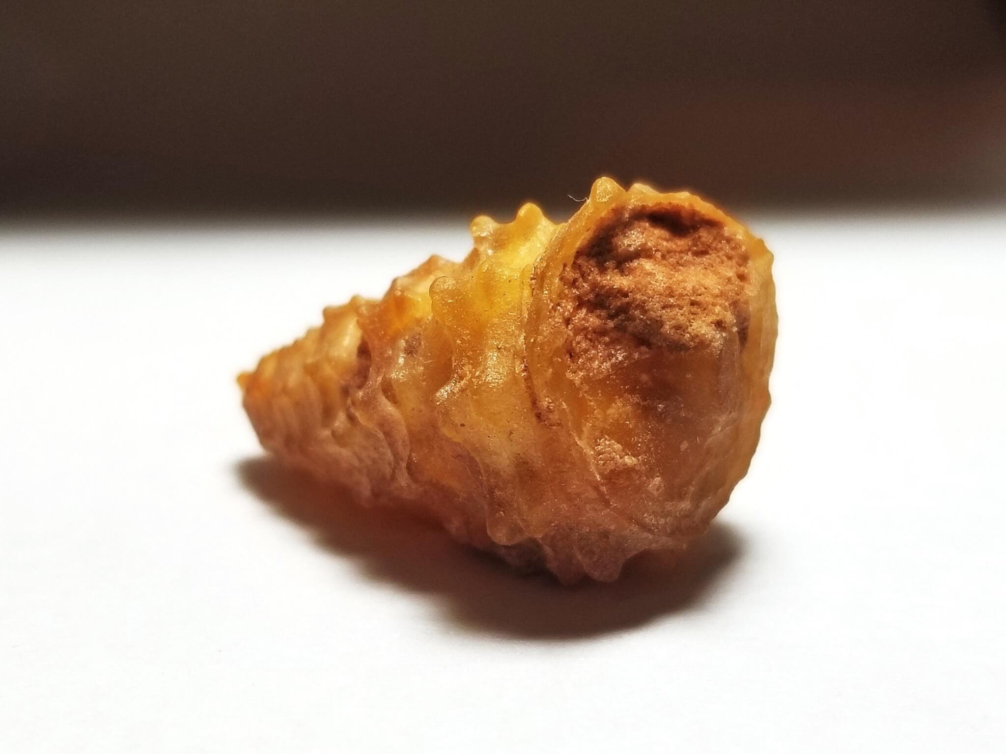 Shell Agatized Gastropod 26x15mm 23.85Crts - Image 3