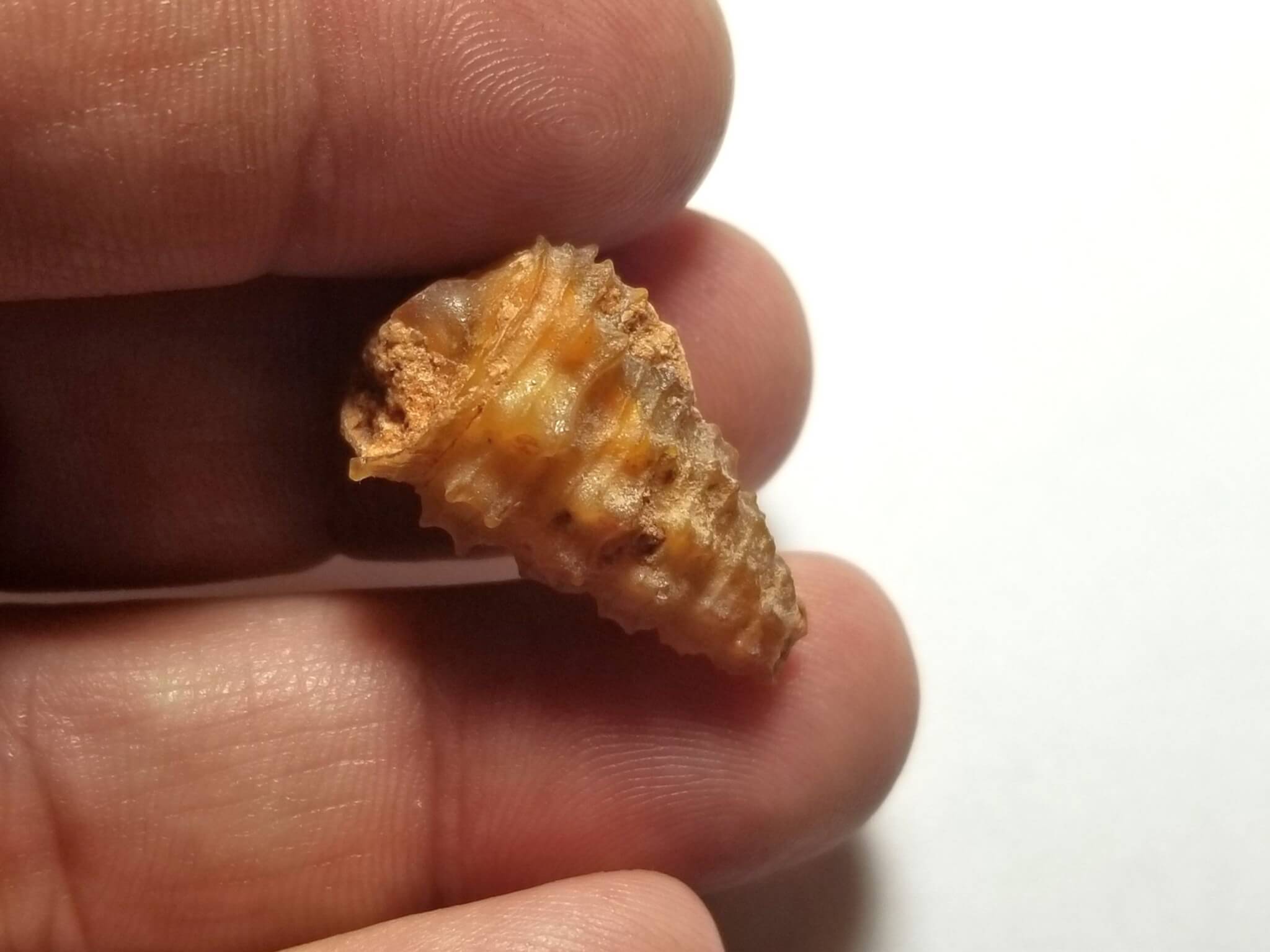 Shell Agatized Gastropod 26x15mm 23.85Crts - Image 4