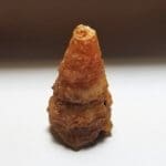 Shell Agatized Gastropod 28x18mm 36.80Crts