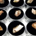Sunstone Oregon Golden Schiller Rough Specimen Random Sample (1Pcs)
