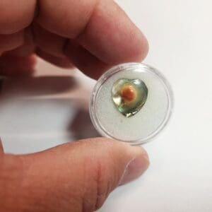 (A9) Abablone Shell Heart 14.5x13mm 2.95Crts