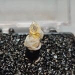 Gold In Quartz Oregon Specimen Thumbnail 9x6mm #28
