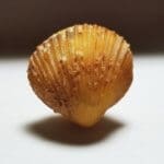 Shell Agatized Clam 20x14mm 22.60Crts
