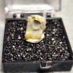 Gold In Quartz Oregon Specimen Thumbnail 14x10mm #172